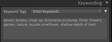 Keywords generated for purple coneflower