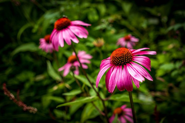 Purple coneflower